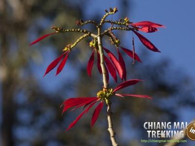 3-days/2-nights Trekking Tour | Chiang Mai Trekking | Le meilleur trekking à Chiang Mai avec Piroon Nantaya